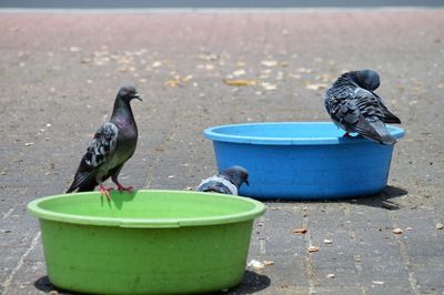 View of bird perching in a container