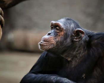 Close-up of monkey looking away