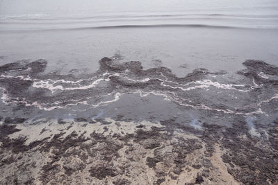 Smelly rotting algae at baltic sea beach in summer