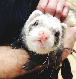 Close-up of ferret