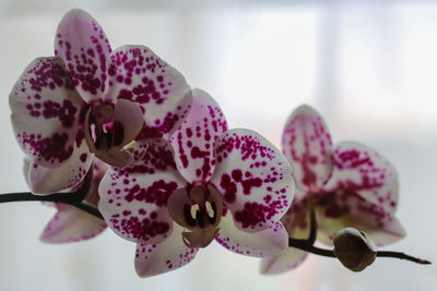 Close-up of pink orchids