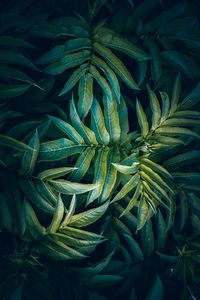 High angle view of plant