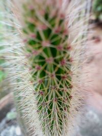 Close-up of cactus