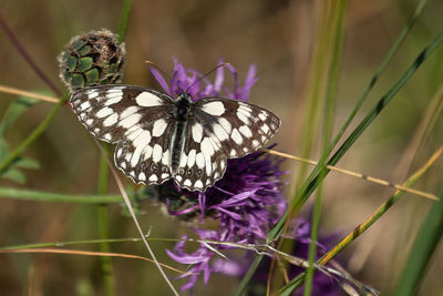 Close-up of butterfly on purple flower