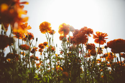 Close-up of yellow flowering plants on field against sky