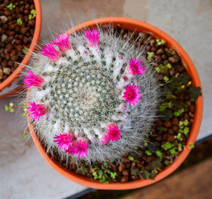 Close-up of potted plant