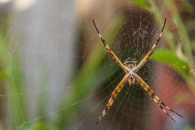 Close-up of spider web against blurred background