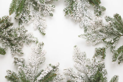 Snow covered trees in forest