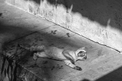 High angle view of lizard