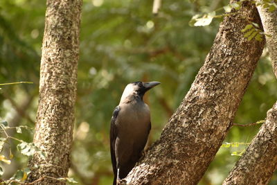 Low angle view of bird perching on tree