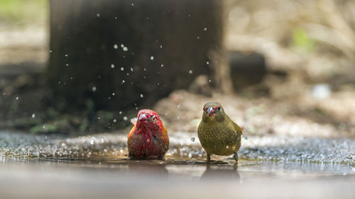 Close-up of birds in water