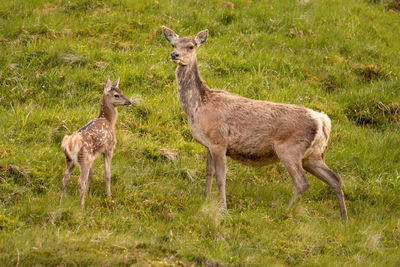 Side view of deer standing on field