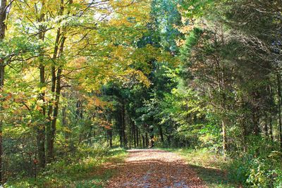 Footpath amidst trees in forest during autumn