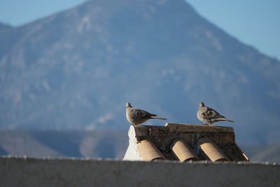 Low angle view of collared dove perching on roof against mountain