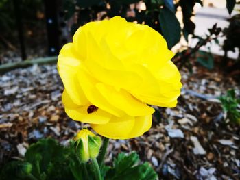 Close-up of yellow flower blooming outdoors