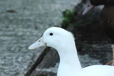 Close-up of swan swimming in water