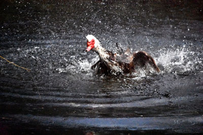 Man splashing water in river