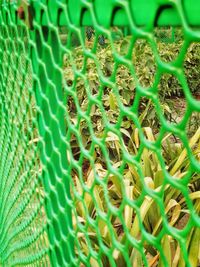 Full frame shot of plants