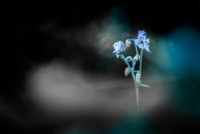 Close-up of flower against blurred background