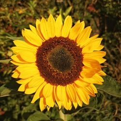 Close-up of sunflower