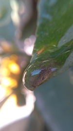 Close-up of wet plant