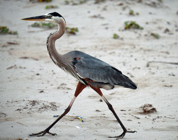 Close-up of heron on shore