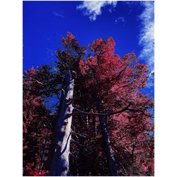 Low angle view of tree against sky