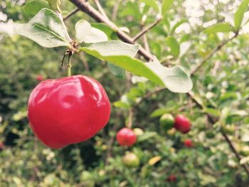 Close-up of red berries growing on tree