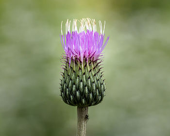 Close-up of thistle flower