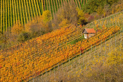 Hut in a vineyard in yellow autumn leaves colouring