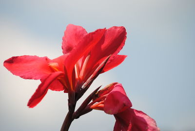 Close-up of pink flower