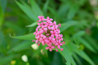 Close-up of pink flowering plant