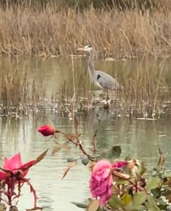 Gray heron perching on flower in lake