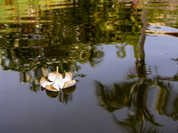 View of water lily in lake