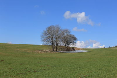 Tree on field against sky