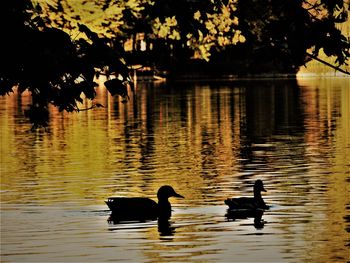 Silhouette ducks swimming in lake