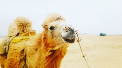 Close-up of camel at desert