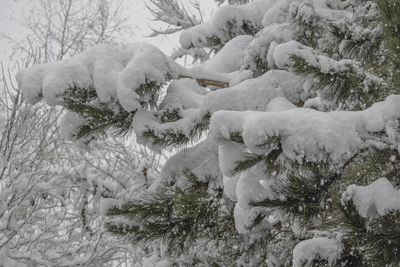 Close-up of frozen tree during winter