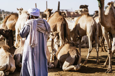 Weekly camel market, egypt - january 1, 2022: anonymous merchant in traditional clothes and turban speaking on cellphone in sunlight