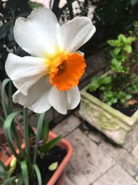 Close-up of yellow flower blooming outdoors