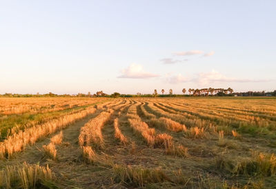 Agricultural field against sky