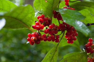 Close-up of berries growing on tree