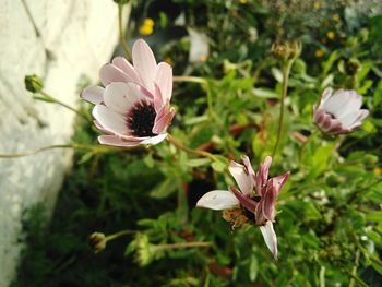 Close-up of pink flowers