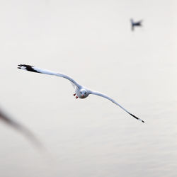 Close-up of seagull flying against sky