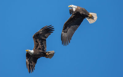 Low angle view of bird flying against clear blue sky