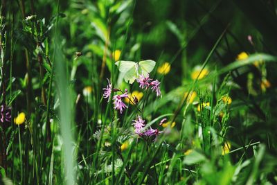 Close-up of purple flowering plant on field