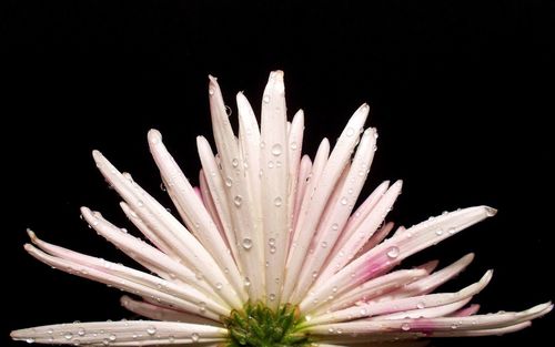 Close-up of raindrops on flower against black background