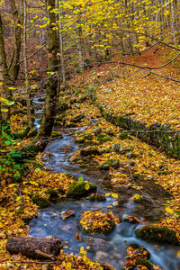 Plants growing on stream in forest during autumn