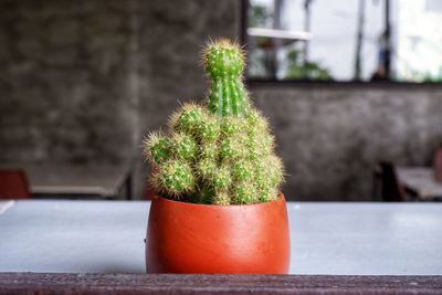 Close-up of potted plant on window sill