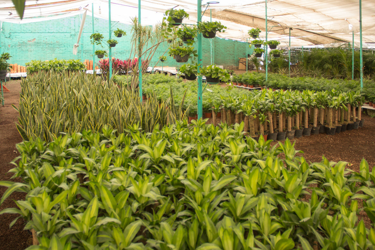 PLANTS GROWING IN FARM